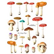 Mushrooms 245